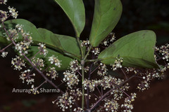 Schefflera venulosa